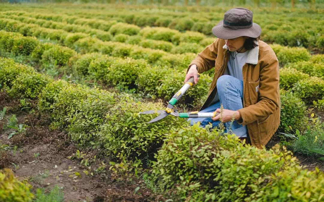 Bush Trimming Service in Sevierville